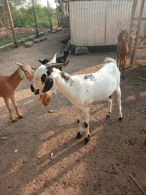 A Healthy Goat