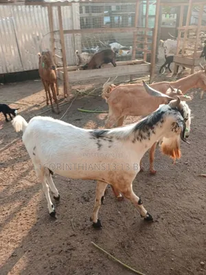 A Healthy Goat