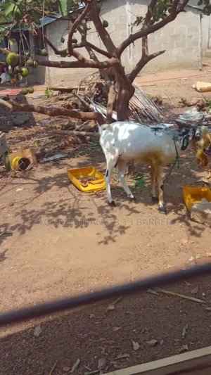 A Healthy Goat