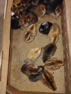 Day Old Dual Purpose Birds ( Kuroilers)On Sale