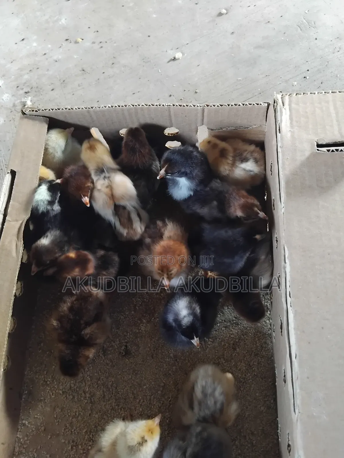 Day Old Dual Purpose Birds ( Kuroilers)On Sale