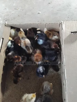Day Old Dual Purpose Birds ( Kuroilers)On Sale