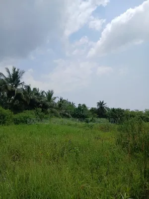 300 Acre Farmland for Lease at Mankessim 50years