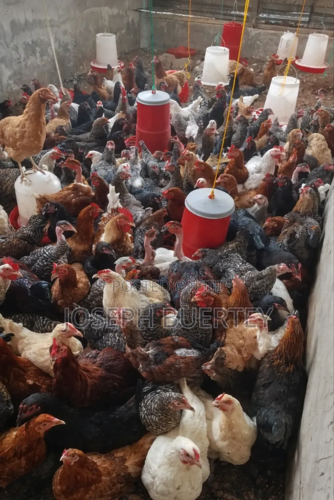 Plymouth Chicken for Sale