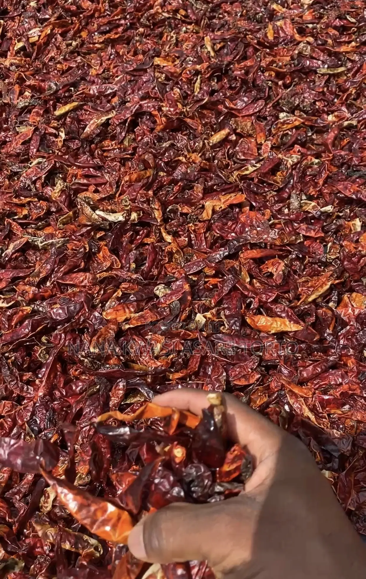 Dried Chilli Pepper Available