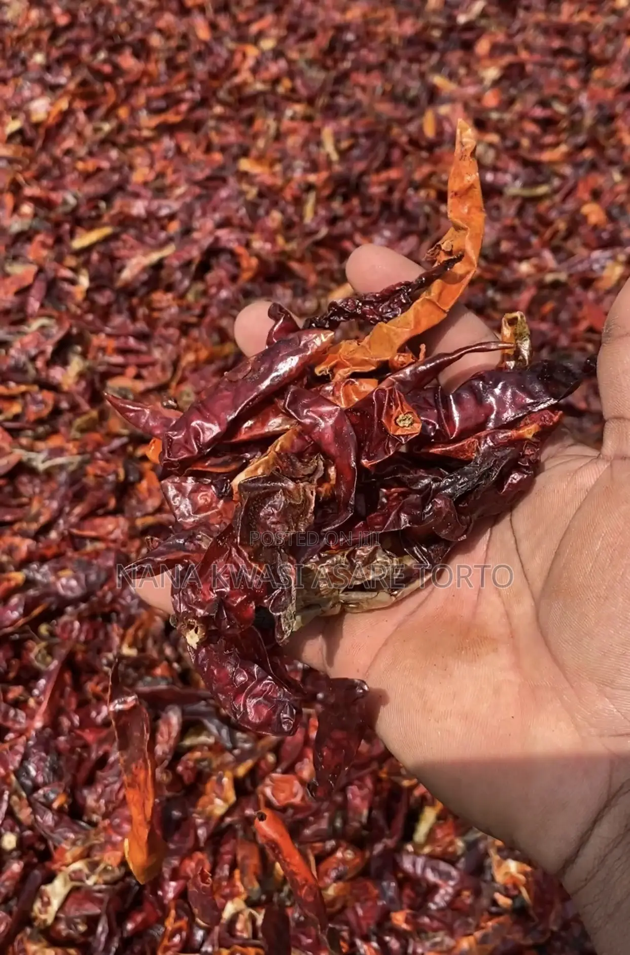 Dried Chilli Pepper Available