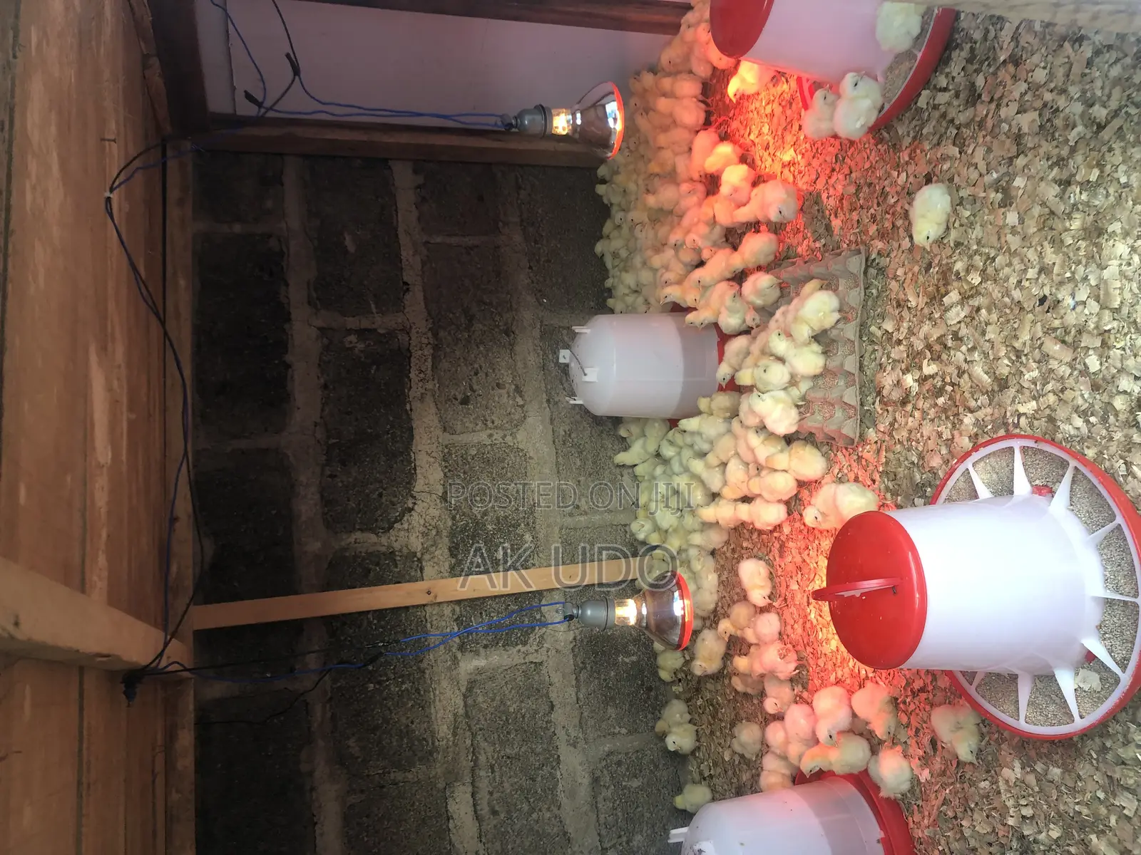 All Poultry Equipment and Housing