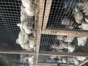 All Poultry Equipment and Housing