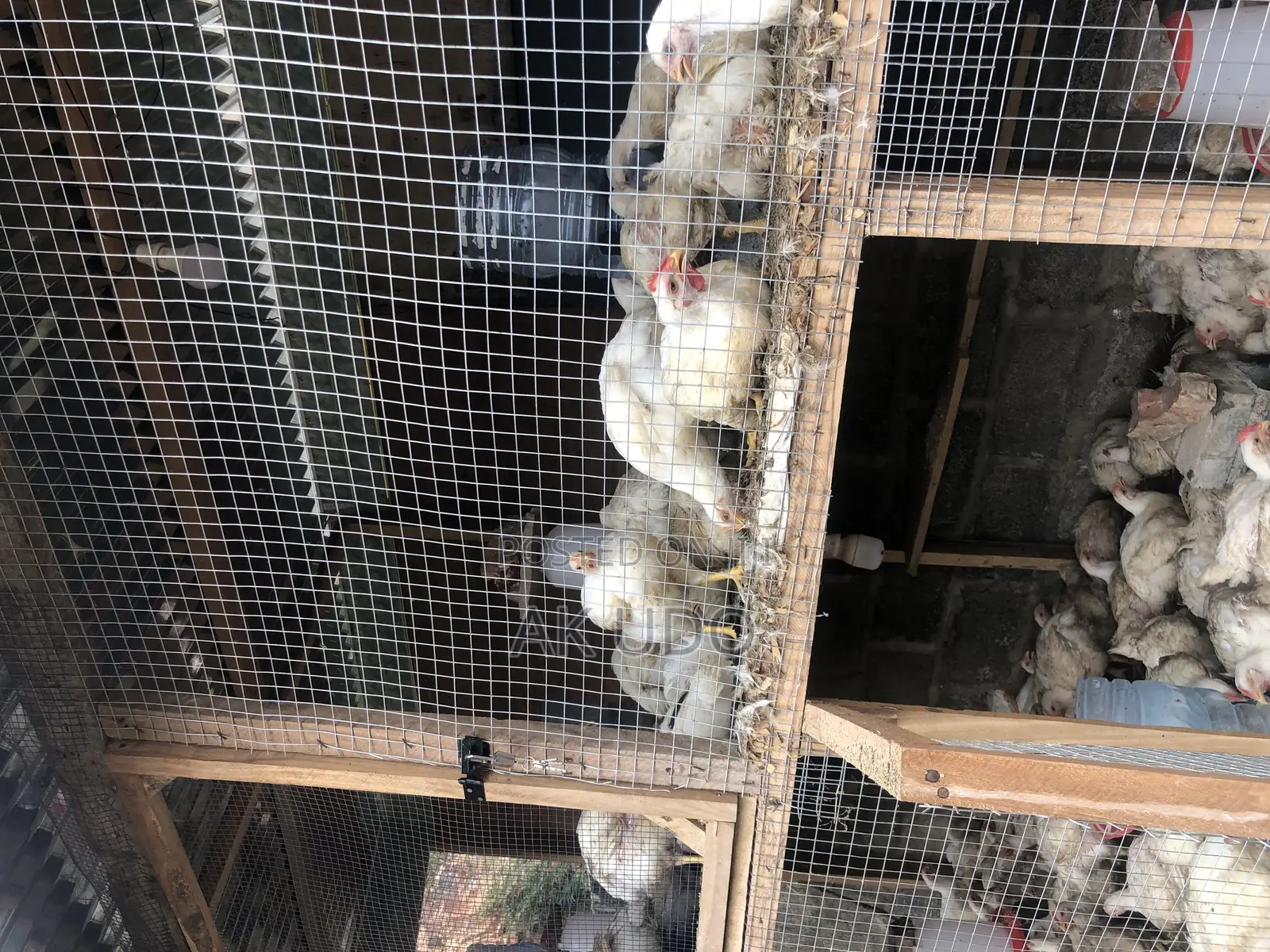 All Poultry Equipment and Housing