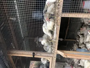 All Poultry Equipment and Housing