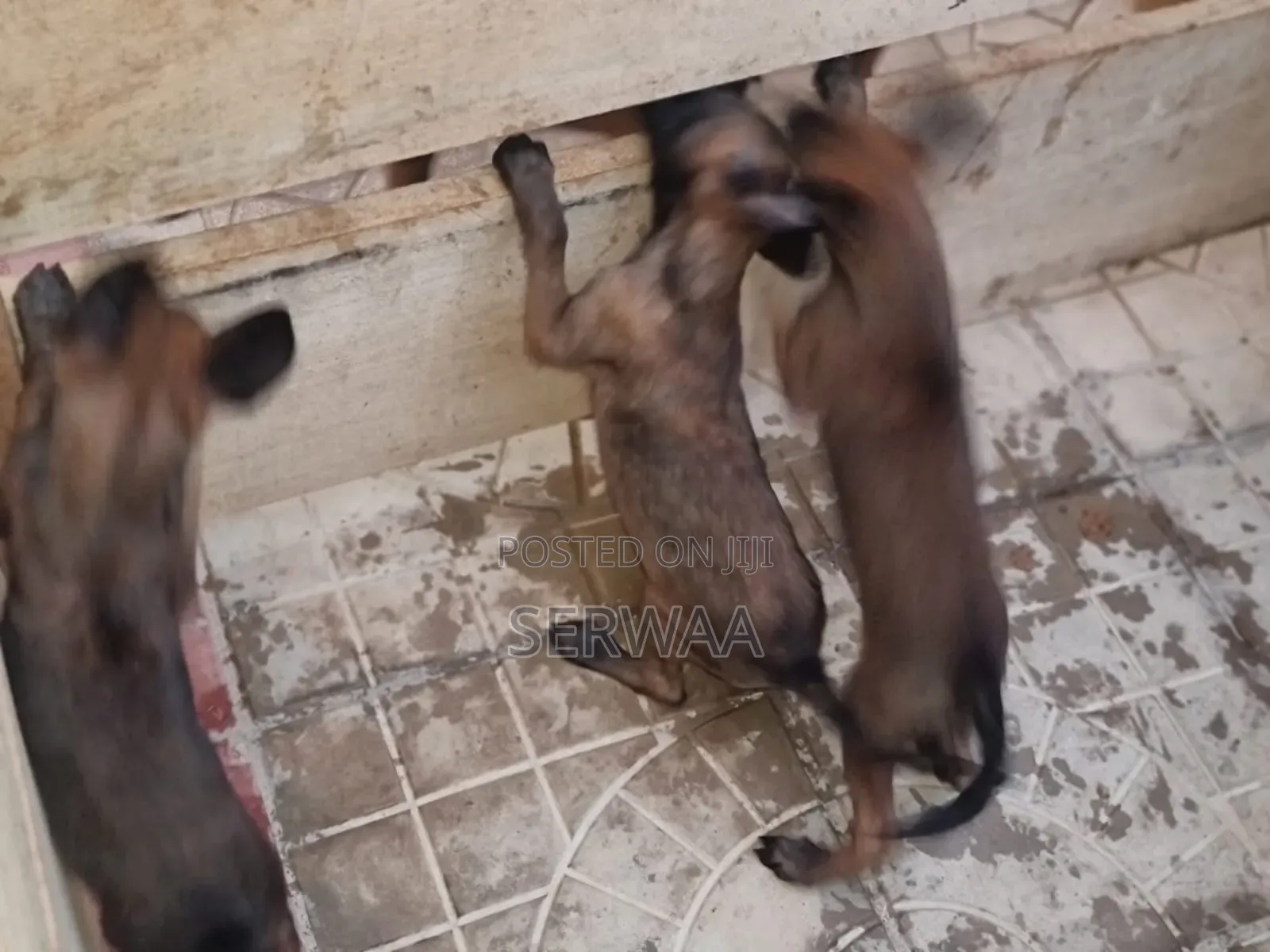 1-3 months Female Purebred Belgian Malinois