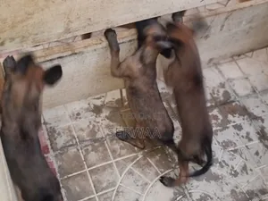 1-3 months Female Purebred Belgian Malinois