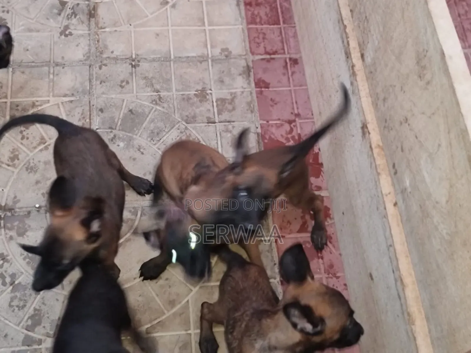 1-3 months Female Purebred Belgian Malinois