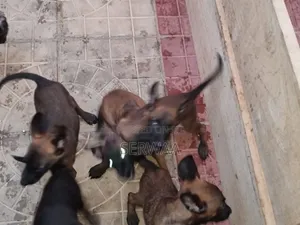 1-3 months Female Purebred Belgian Malinois