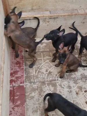 1-3 months Female Purebred Belgian Malinois