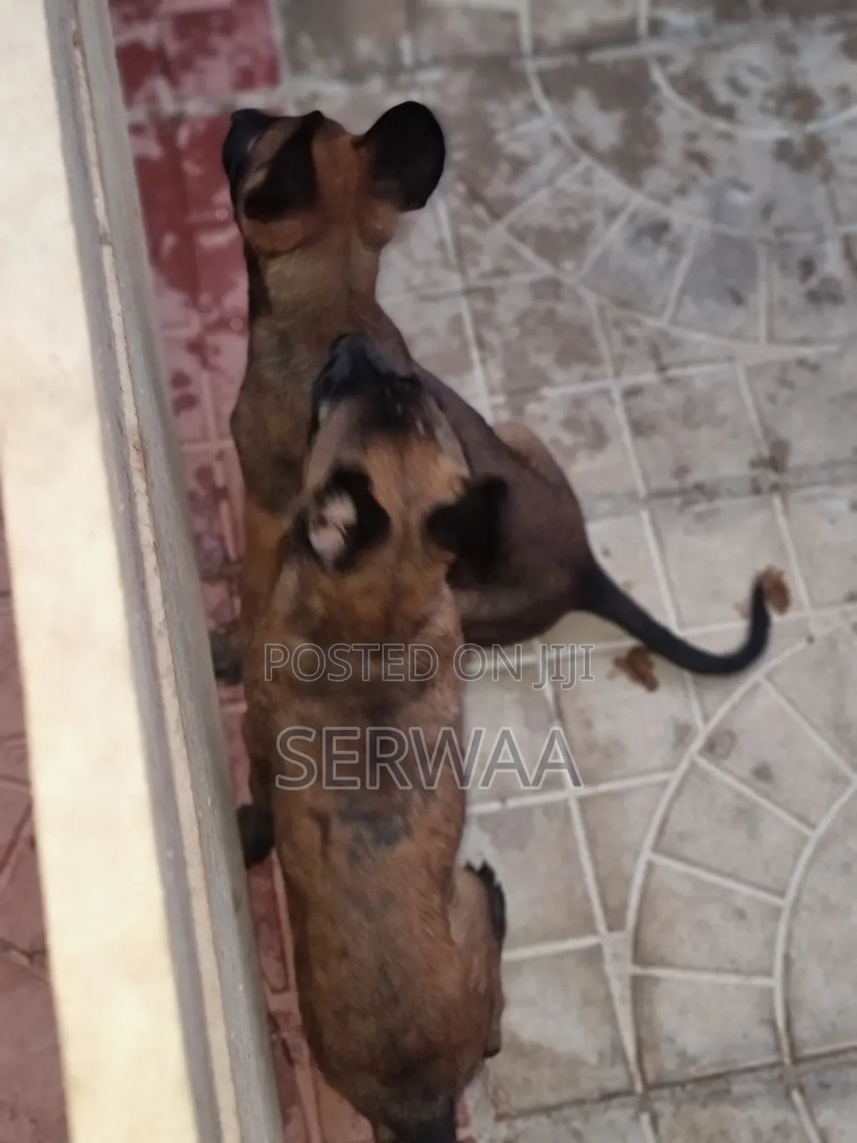 1-3 months Female Purebred Belgian Malinois