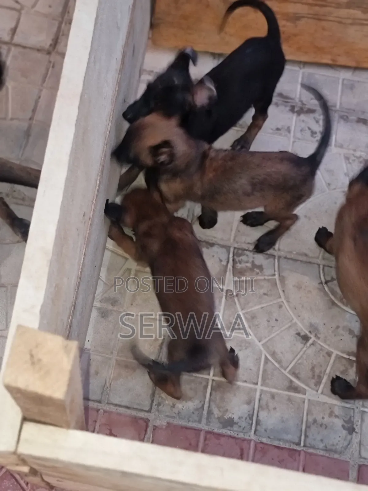 1-3 months Female Purebred Belgian Malinois