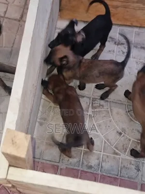 1-3 months Female Purebred Belgian Malinois