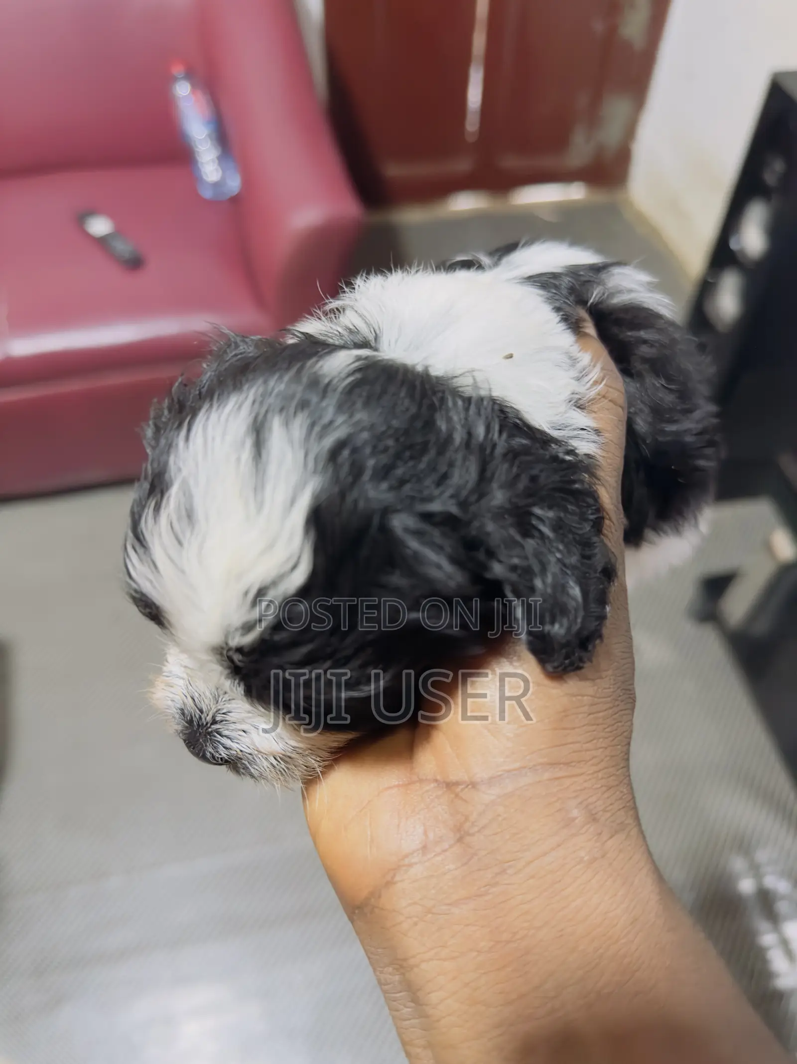 1-3 months Male Purebred Poodle