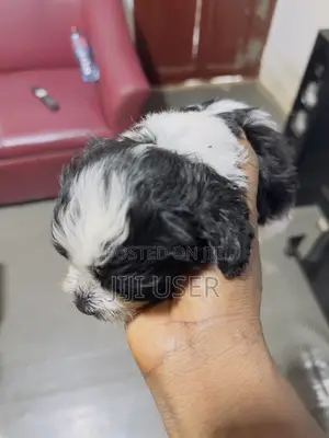 1-3 months Male Purebred Poodle