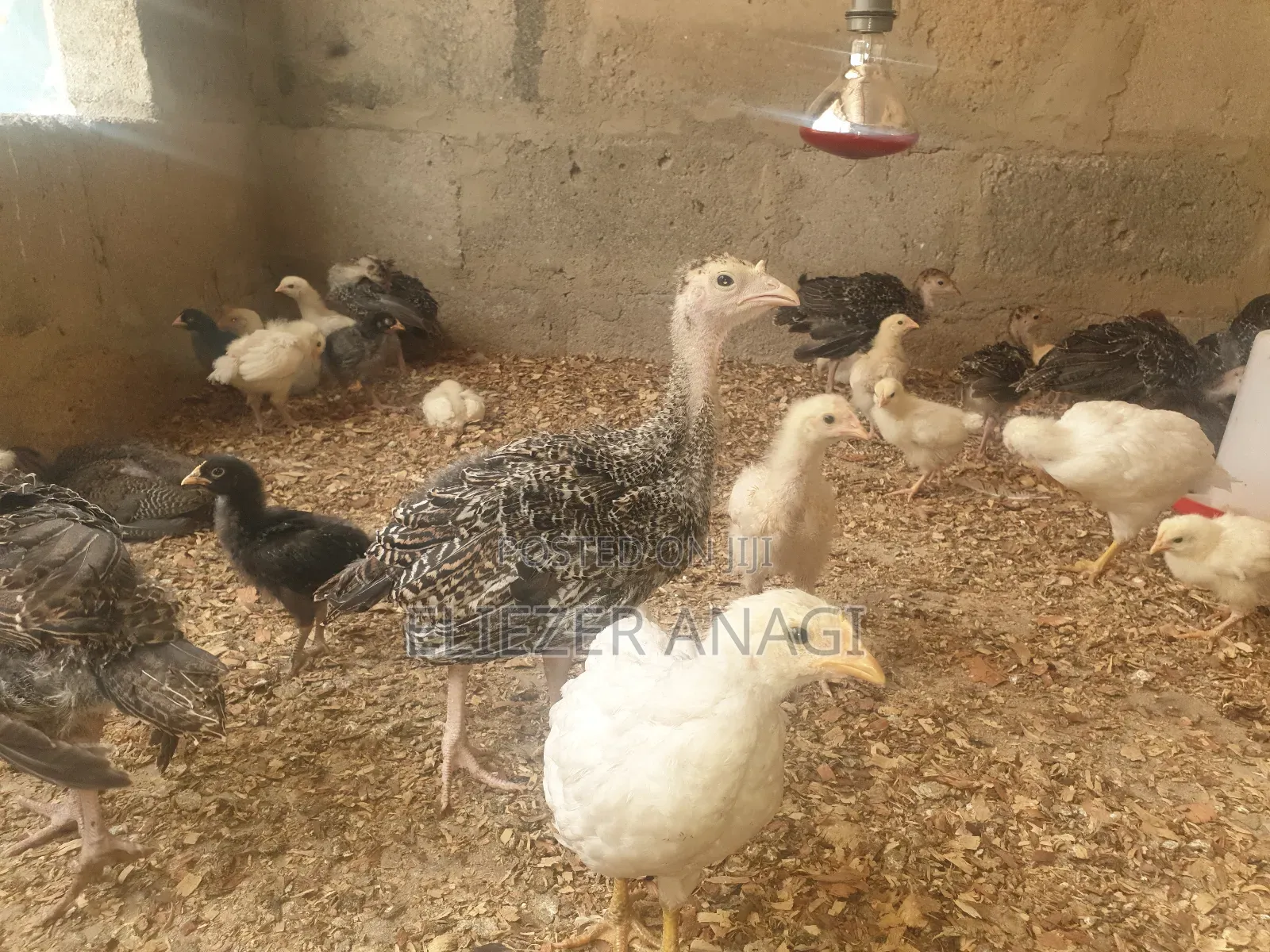 Local Turkeys for Sale