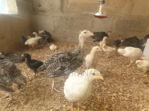 Local Turkeys for Sale