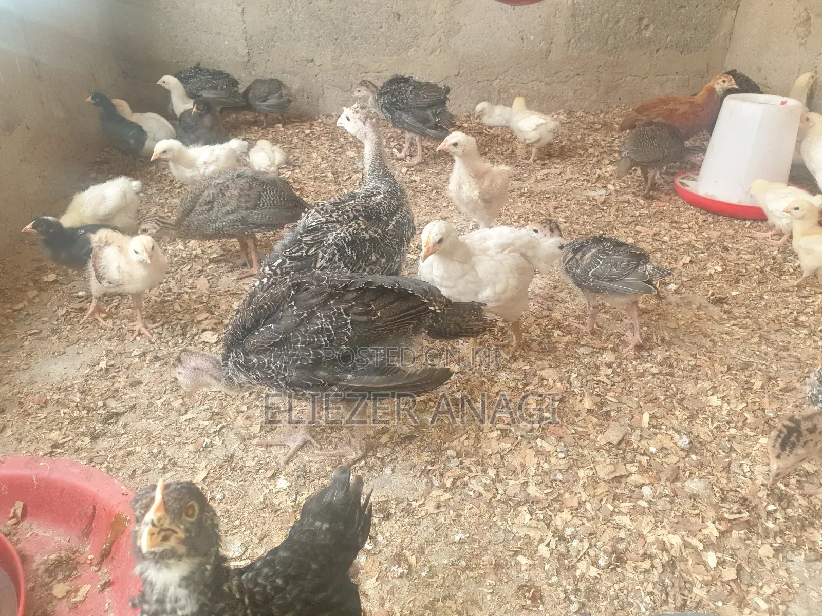 Local Turkeys for Sale
