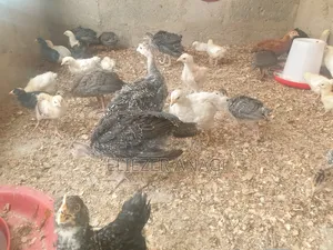 Local Turkeys for Sale