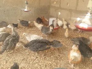 Local Turkeys for Sale