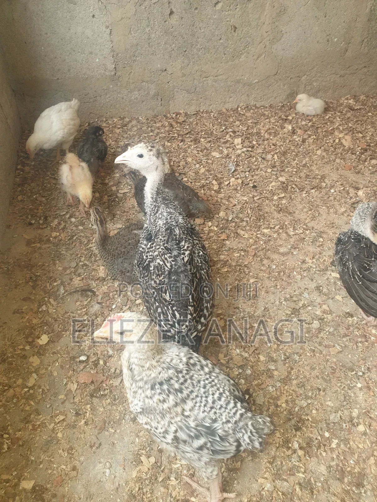 Local Turkeys for Sale