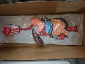 Digestive System Model