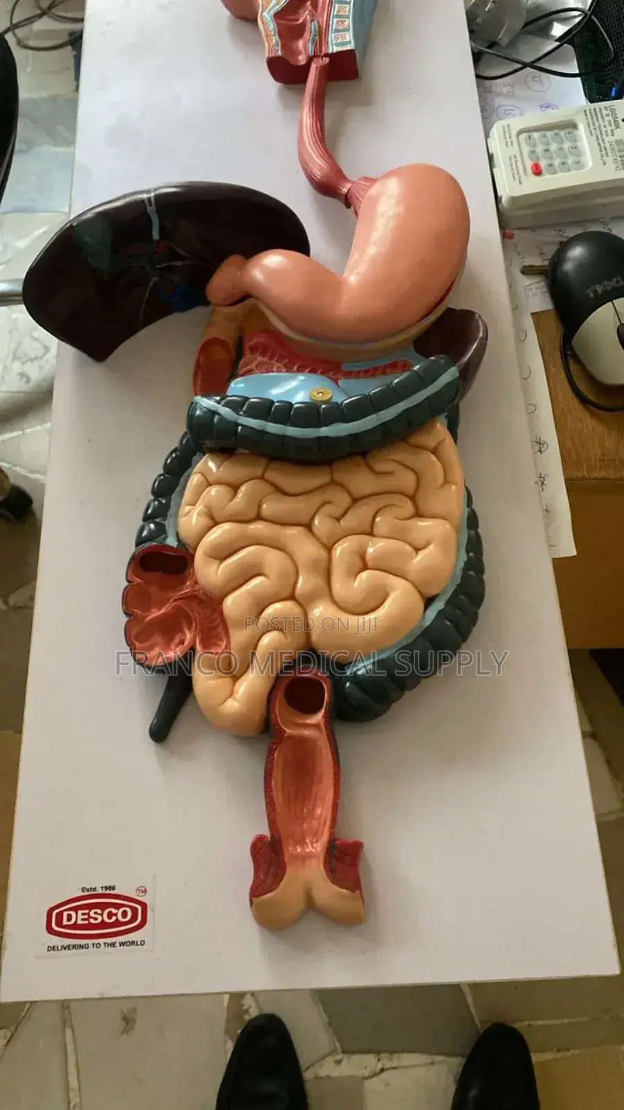 Digestive System Model
