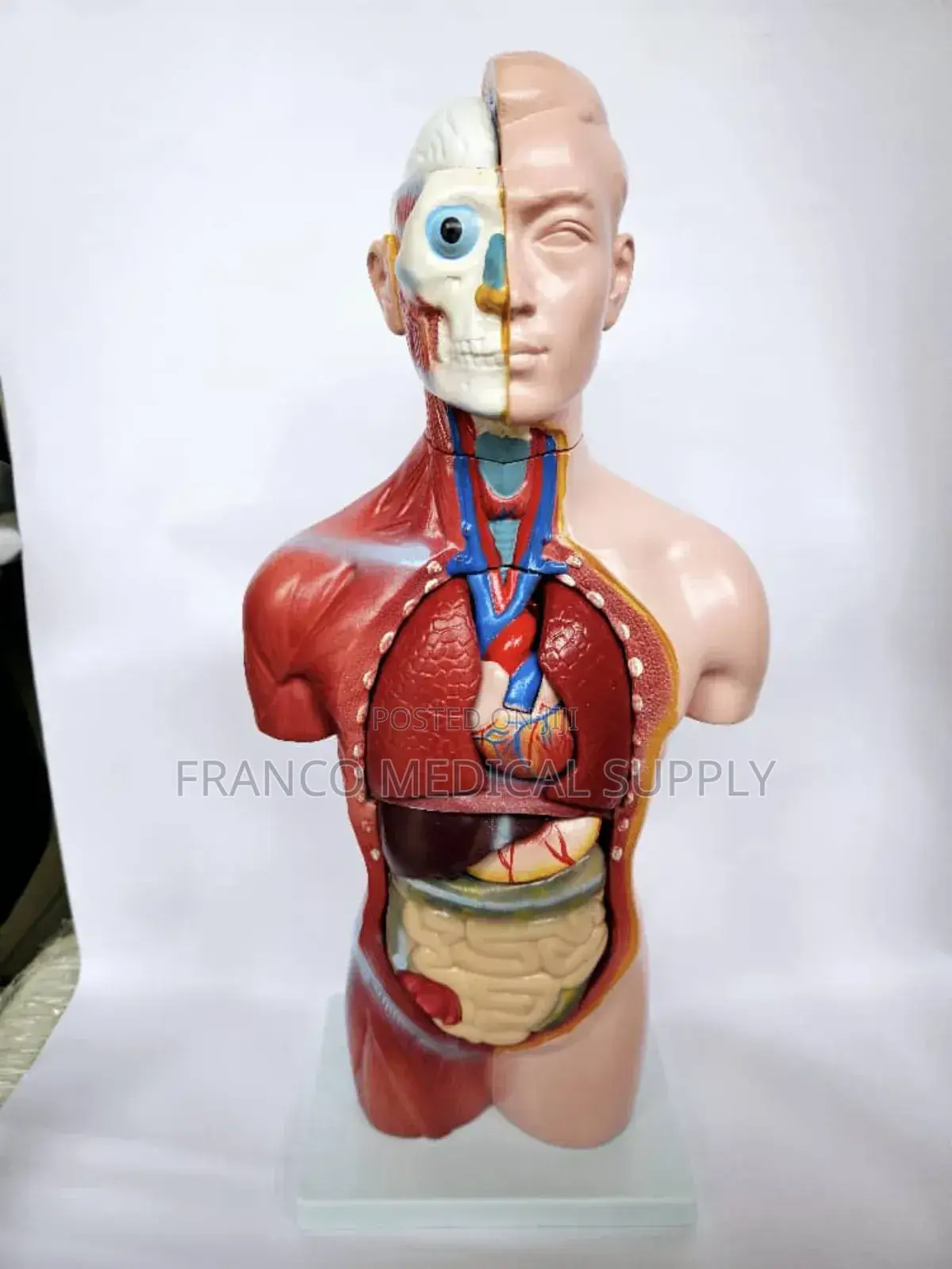 Sexless Torso