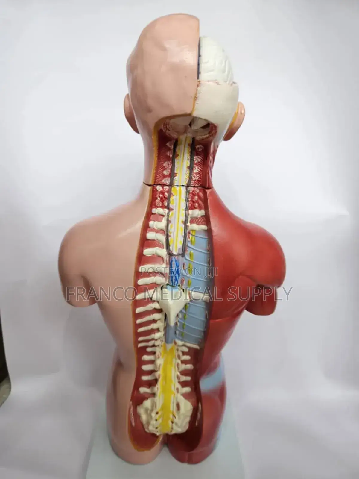 Sexless Torso