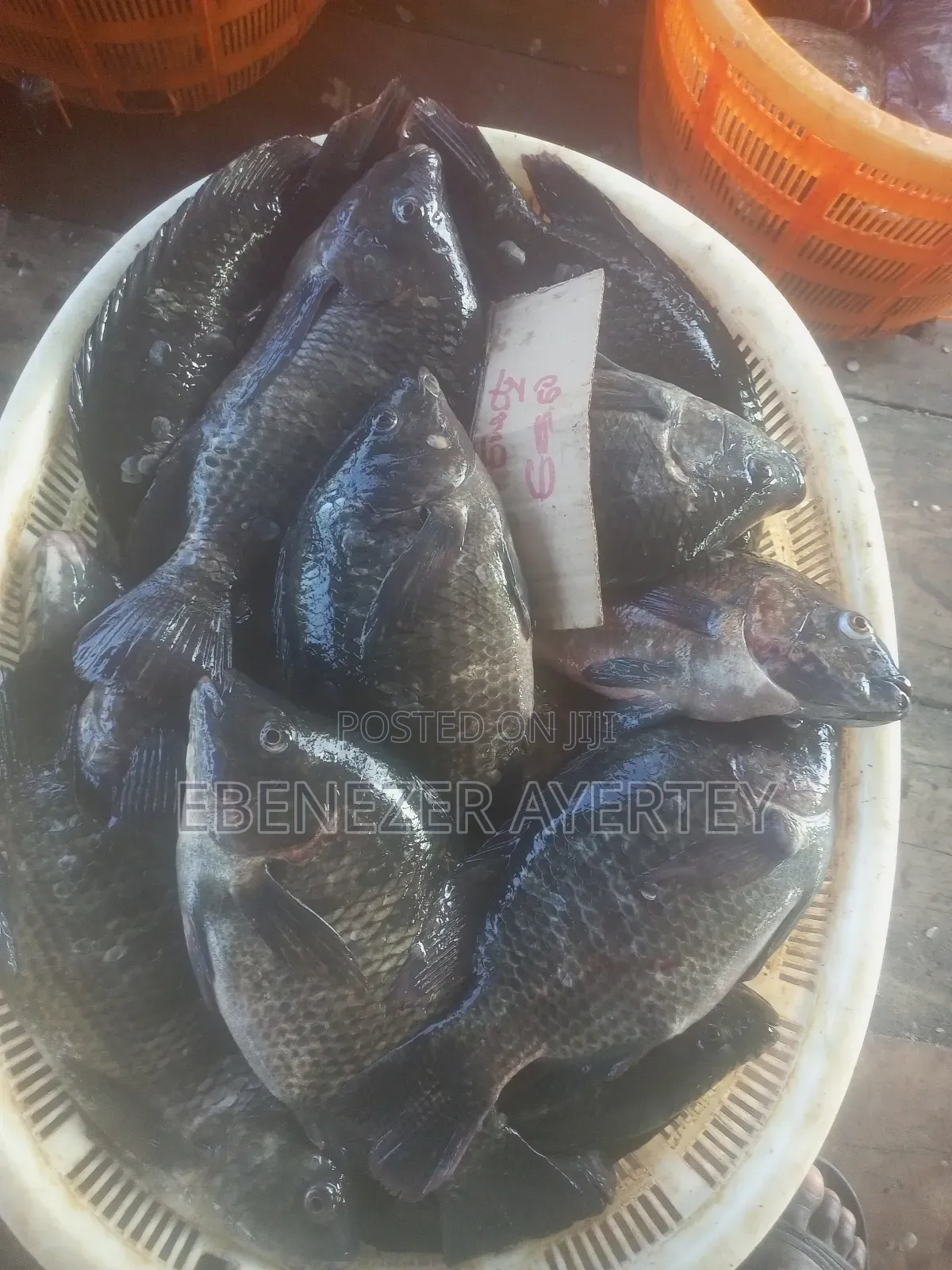 Fresh Tilapia Fish From The Volta Lake.