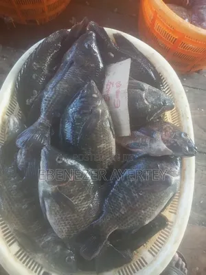 Fresh Tilapia Fish From The Volta Lake.