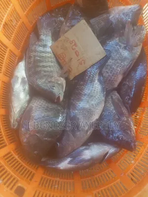 Fresh Tilapia Fish From The Volta Lake.