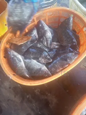 Fresh Tilapia Fish From The Volta Lake.