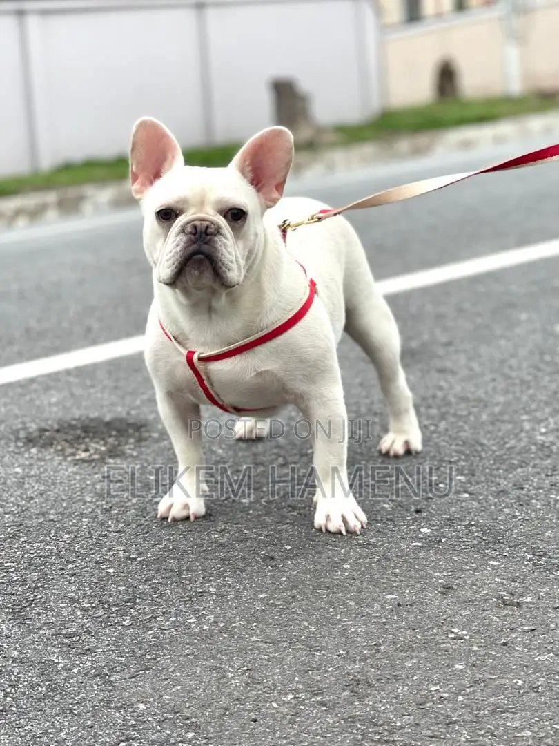 1+ year Male Purebred French Bulldog