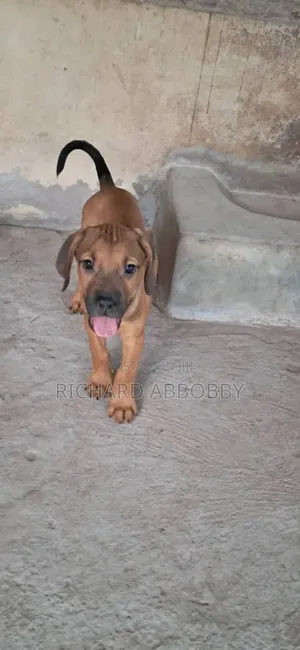 1-3 months Male Mixed Breed Boerboel