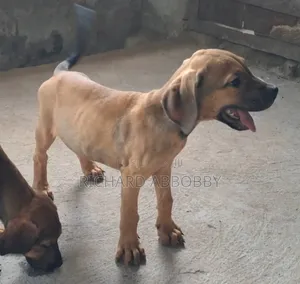 1-3 months Male Mixed Breed Boerboel
