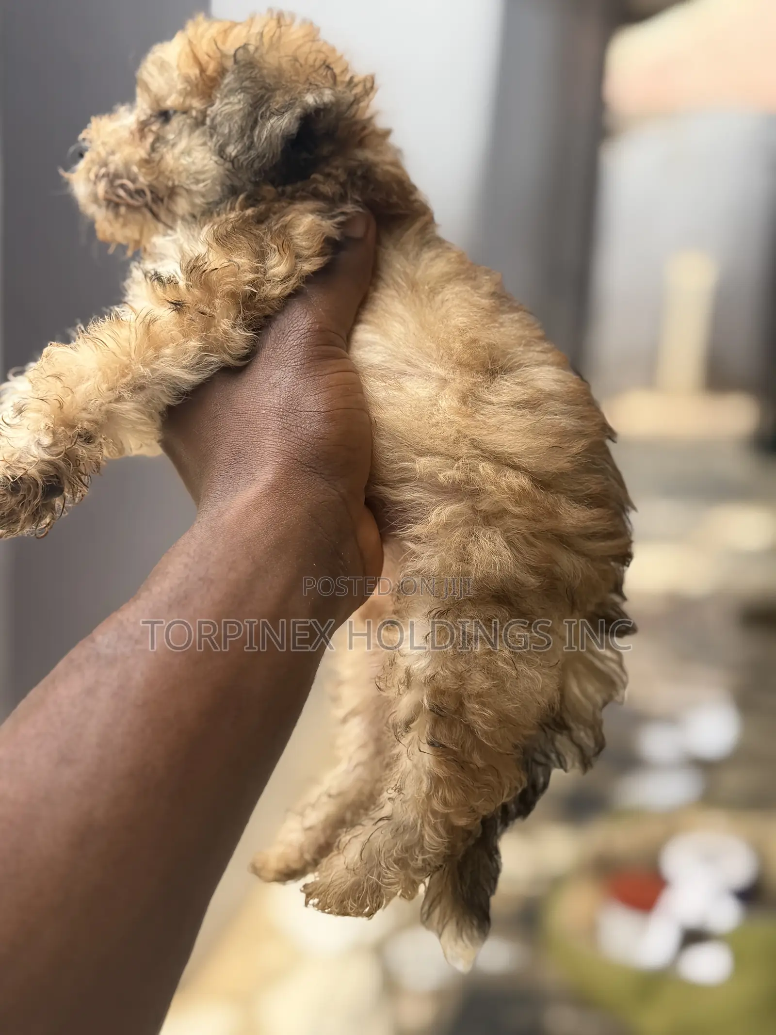 1-3 months Male Purebred Poodle