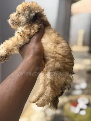 1-3 months Male Purebred Poodle