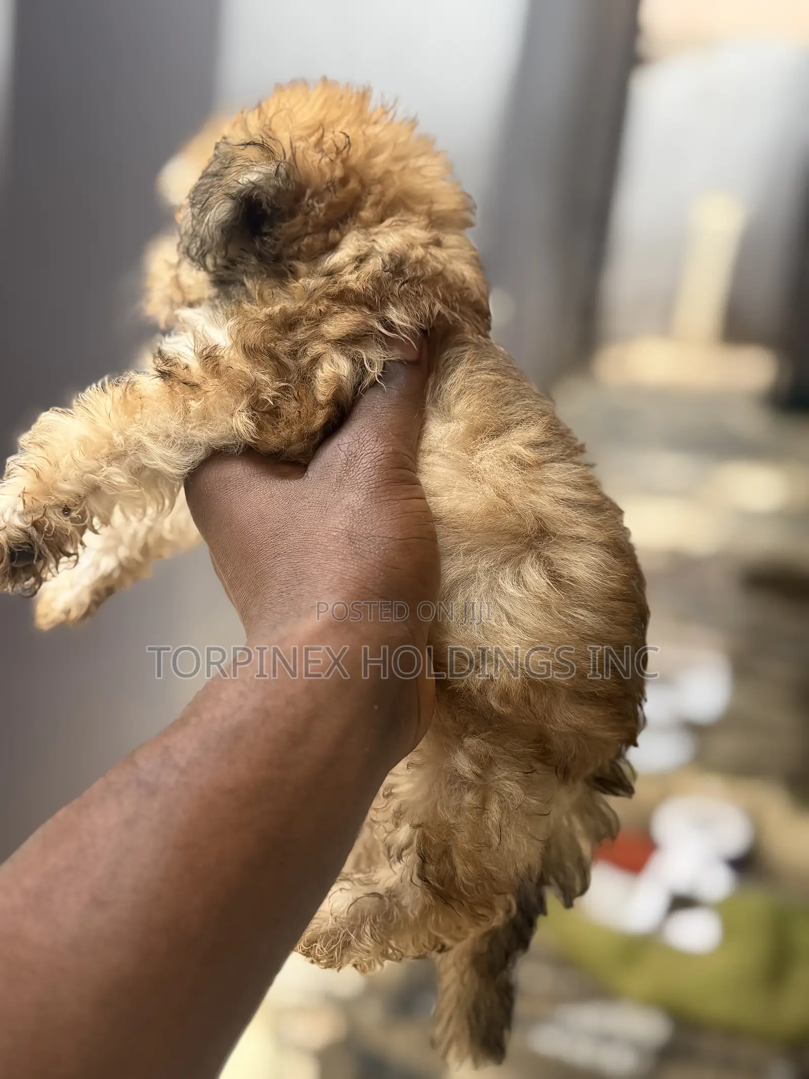 1-3 months Male Purebred Poodle