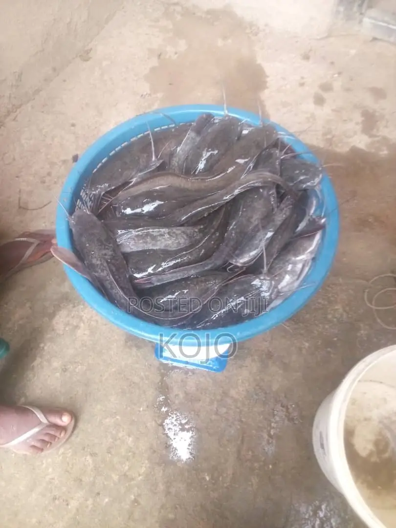 Catfish - Ready for Sale [1kg] Is 45 Cedis