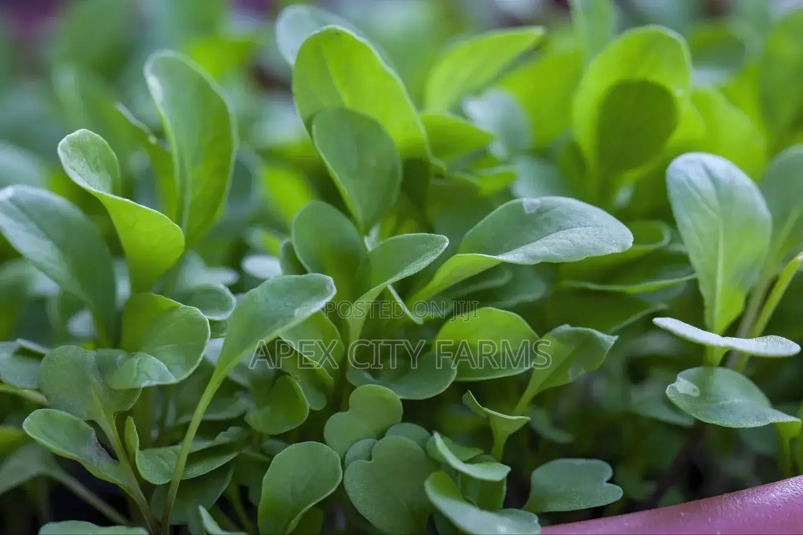 Fastest Azolla, Duckweed, Water Lettuce, Water Lily, Watercress