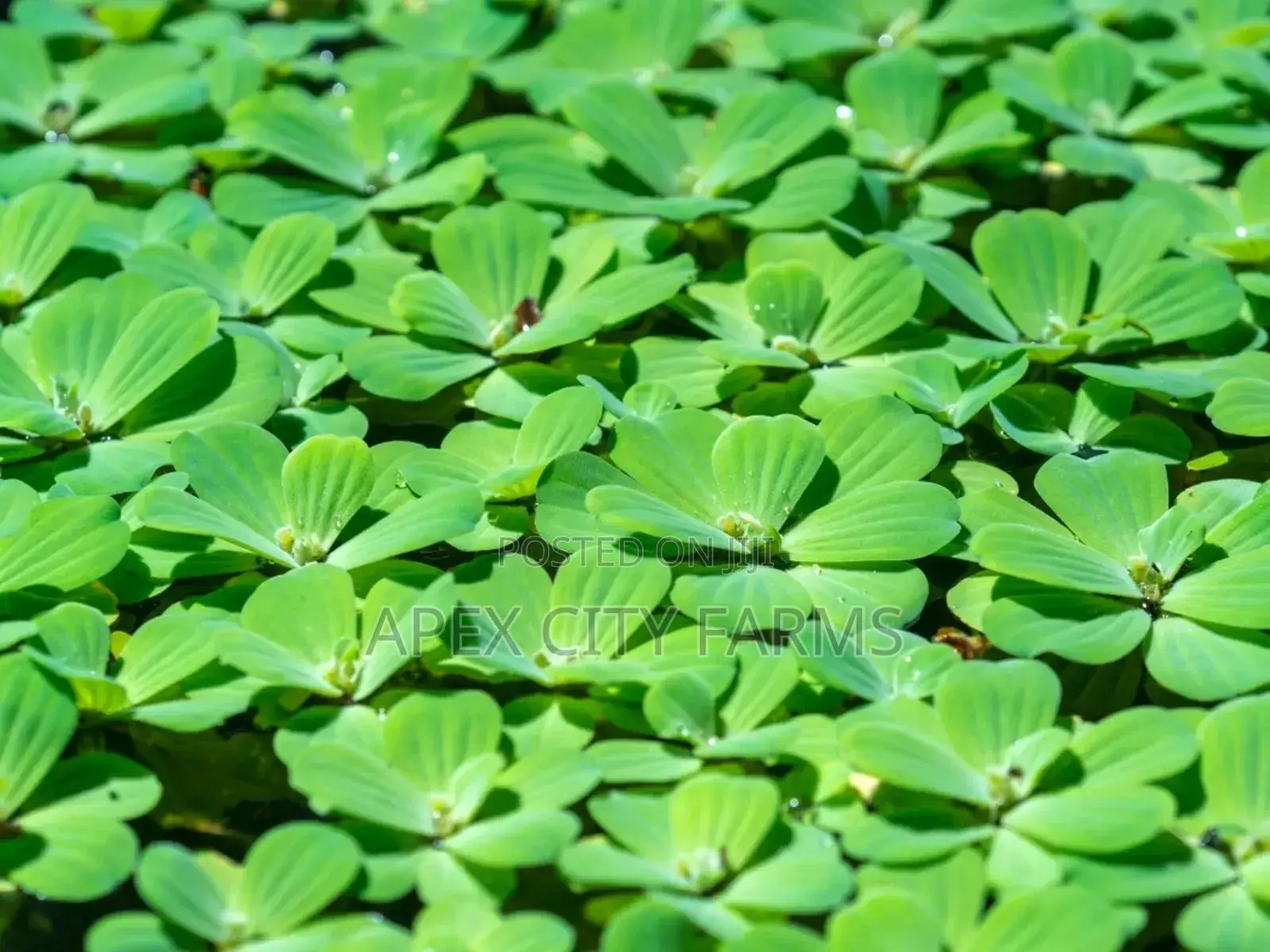Fastest Azolla, Duckweed, Water Lettuce, Water Lily, Watercress