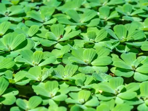 Fastest Azolla, Duckweed, Water Lettuce, Water Lily, Watercress