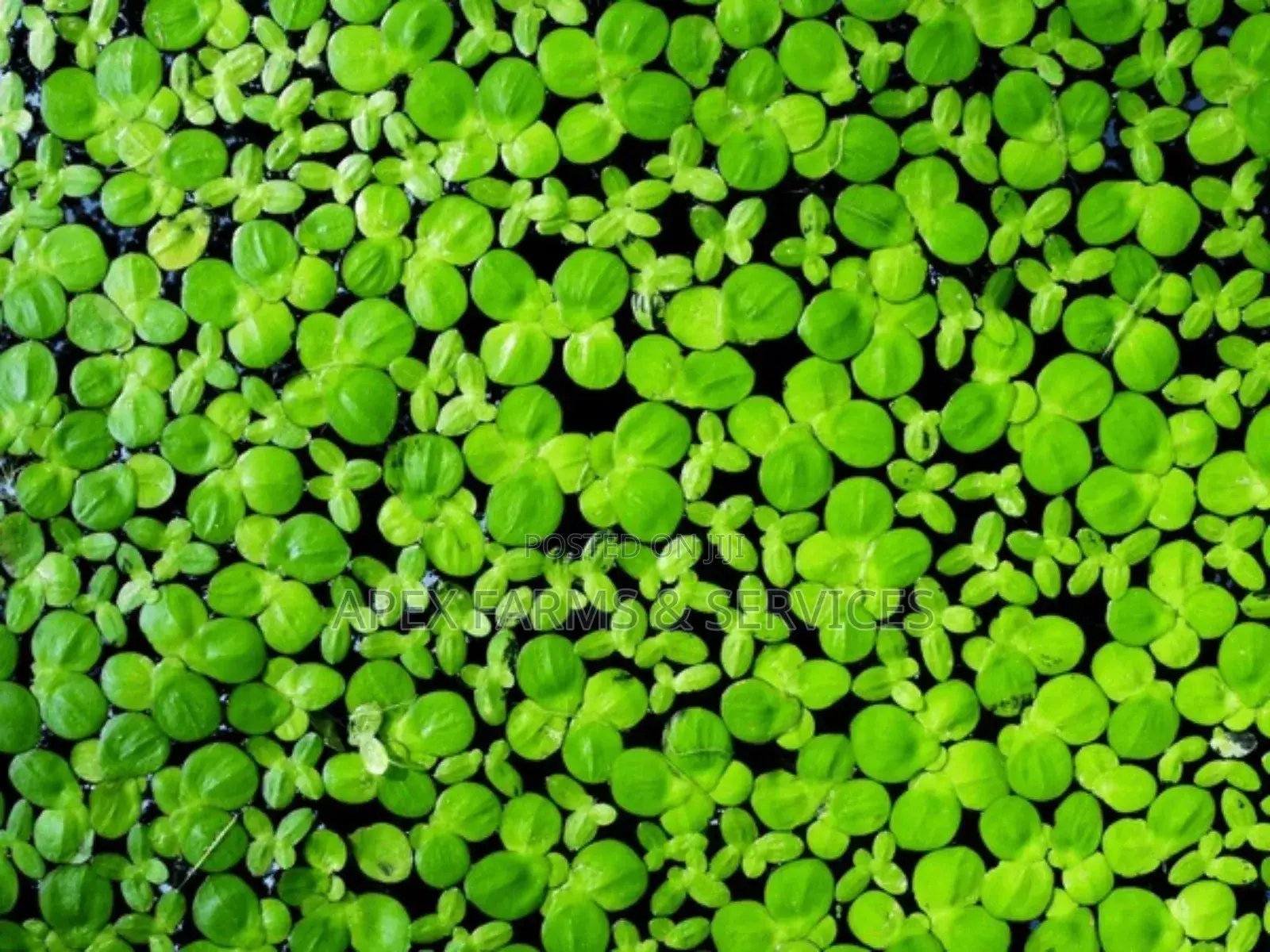 Fastest Azolla, Duckweed, Water Lettuce, Water Lily, Watercress