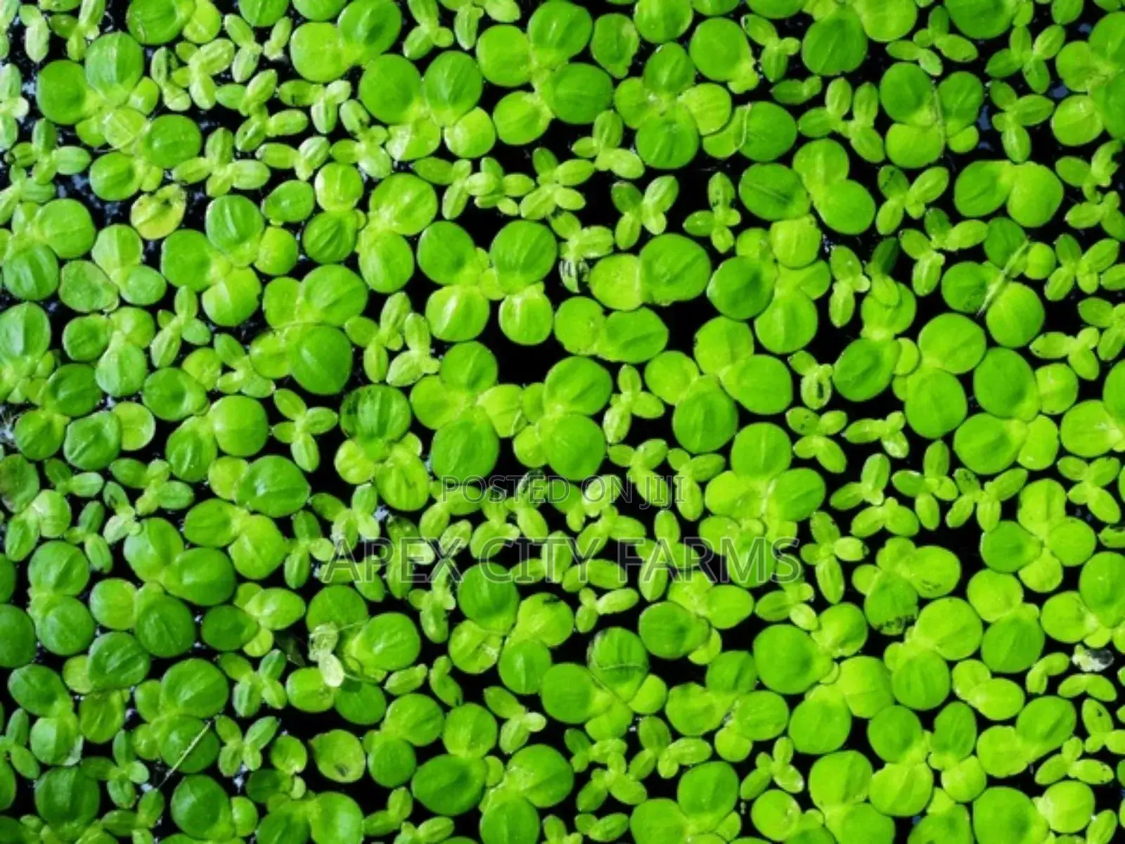 Fastest Azolla, Duckweed, Water Lettuce, Water Lily, Watercress